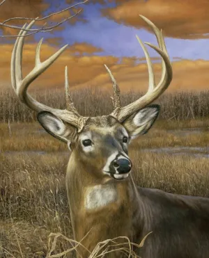 FlashPhoenix Quality Sewing Fabric – Fall Spendor Deer Buck Panel Animal Scenic Digital Cotton 35.5" X 44" Panel