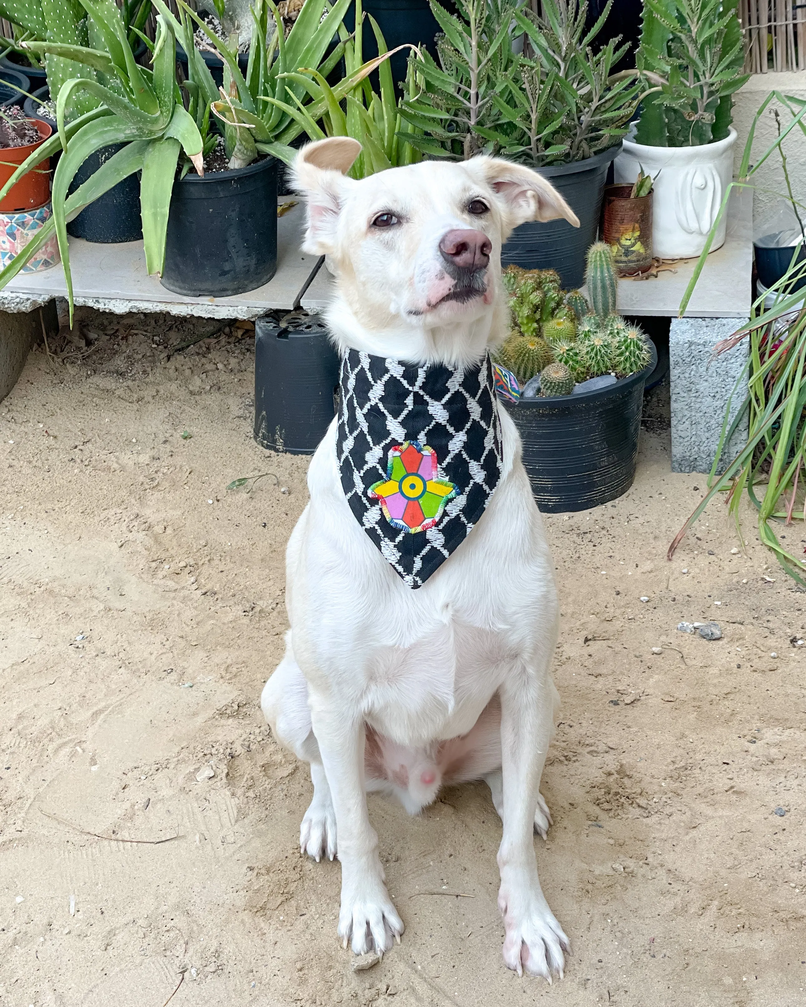 Khamsa Doggy Bandana