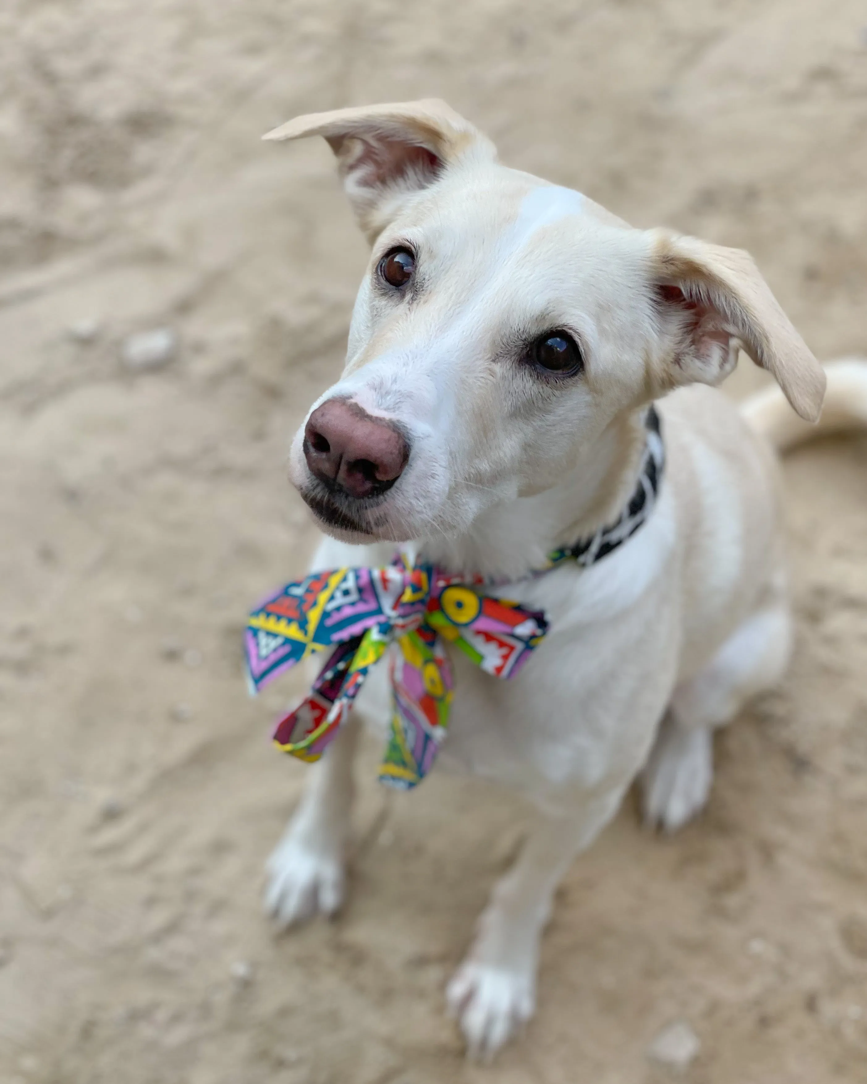Khamsa Doggy Bandana