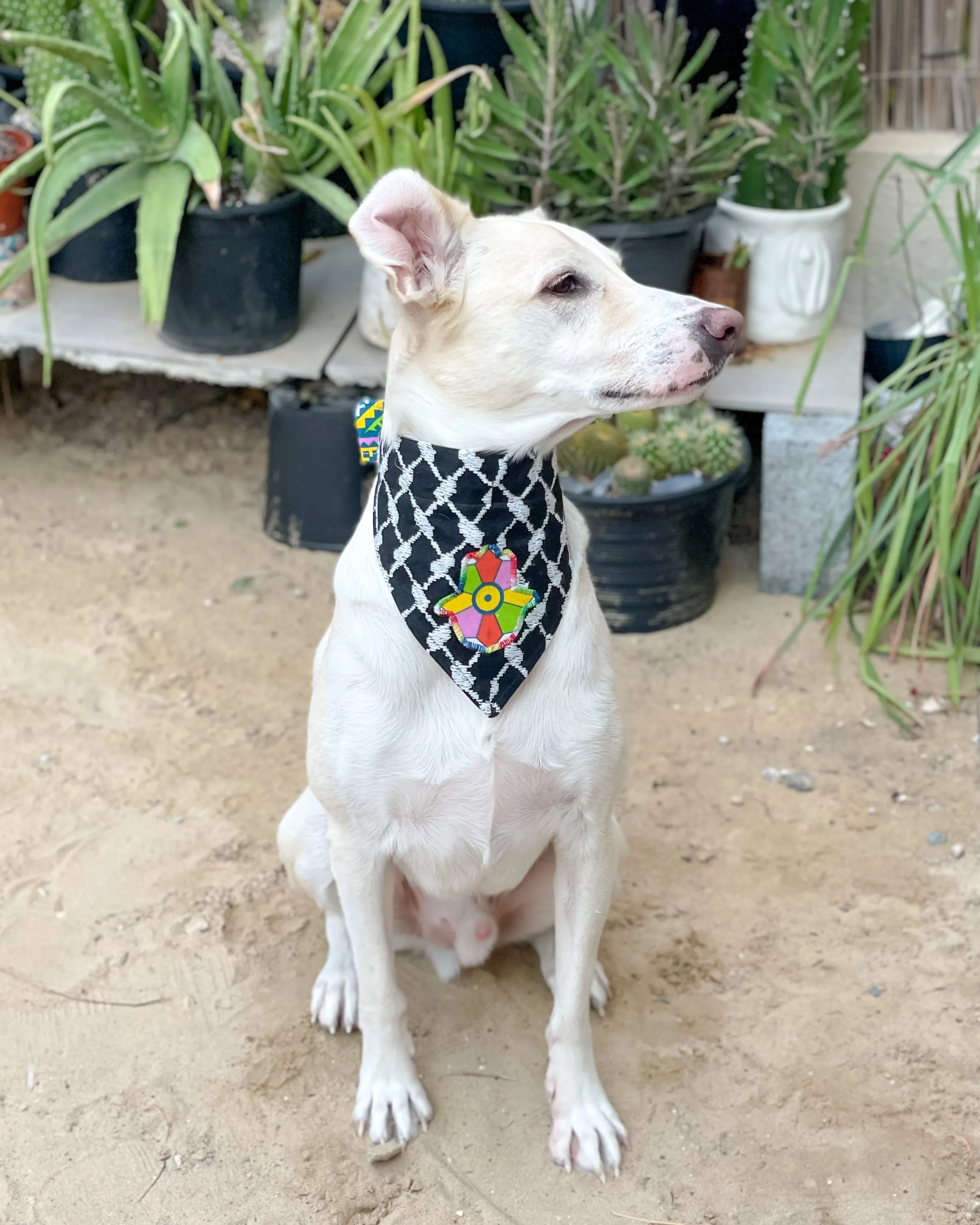 Khamsa Doggy Bandana